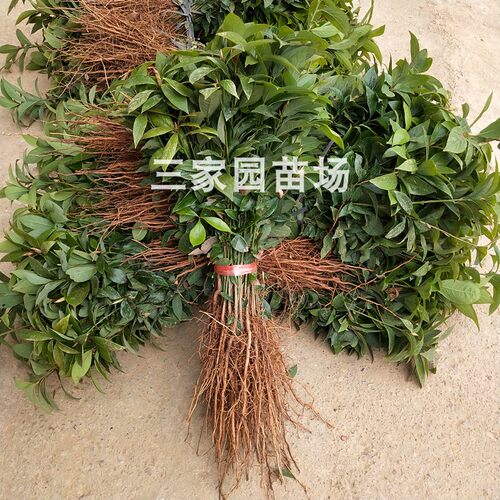 金丝楠木树苗小叶桢楠苗