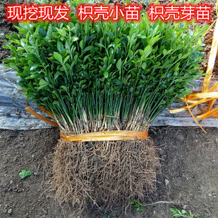 枳壳苗 枳壳实生苗柑桔嫁接砧木苗篱笆苗 积壳芽苗 枳壳枸橘小苗