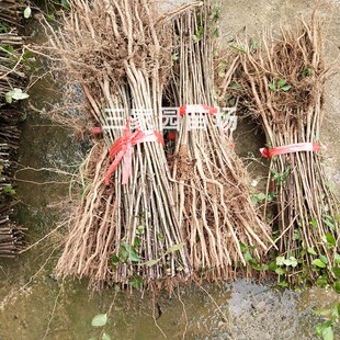 棠梨苗鸟梨果树苗杜梨苗梨树嫁接砧木苗棠梨实生苗棠梨芽苗梨子苗