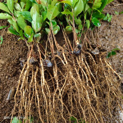 广西油茶苗籽播山茶籽苗白花高产油茶芽苗油茶实生苗茶籽树小苗