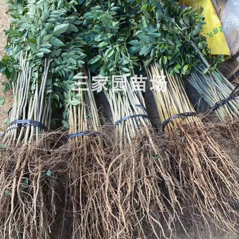 黄花梨苗四大名贵树苗图片