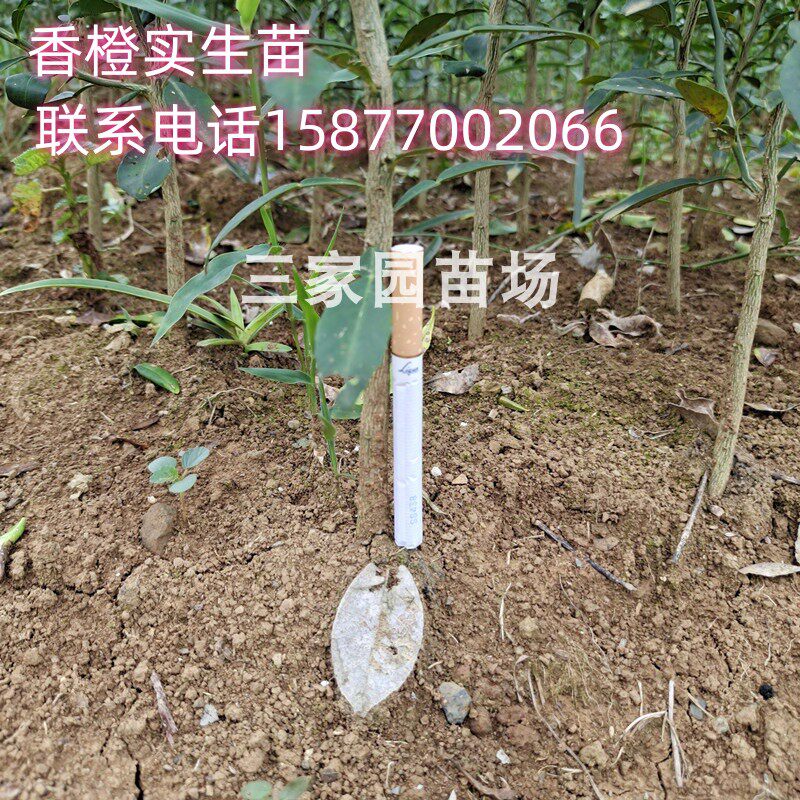 香橙苗 香橙芽苗 香橙砧木苗 正宗小叶软枝香橙实生苗小叶香橙苗