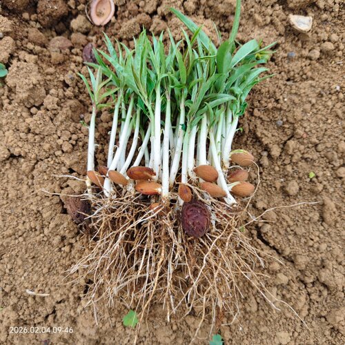 毛桃苗实生苗芽苗桃树砧木苗