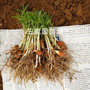 毛桃苗毛桃芽苗毛桃实生苗桃树苗毛桃小苗桃李嫁接砧木桃树苗幼苗