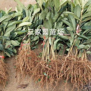 枇杷苗枇杷实生苗枇杷嫁接砧木苗2年枇杷苗枇杷树枇杷树苗包邮