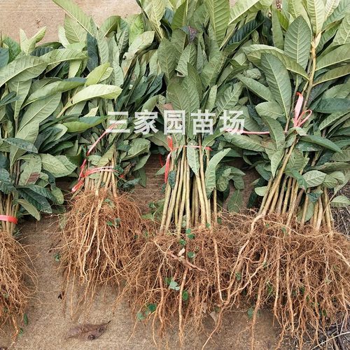 枇杷苗枇杷实生苗嫁接砧木苗小苗