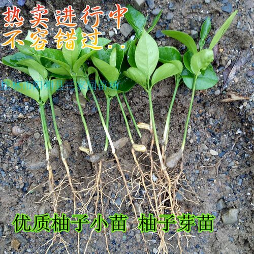 柚子苗砧木橘红苗实生苗酸柚芽苗