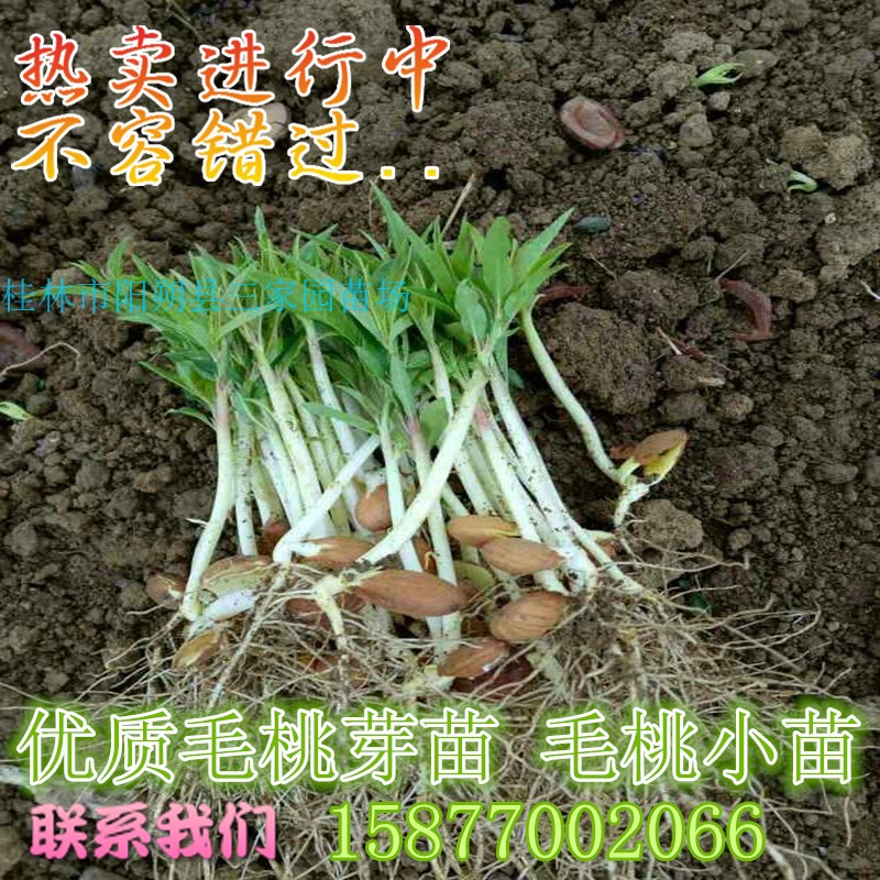 毛桃苗桃树实生苗毛桃芽苗小苗