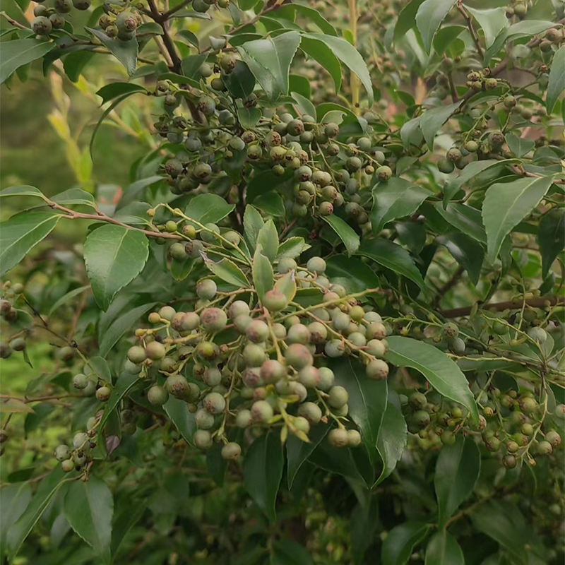 乌饭树苗结果子可食用野蓝莓