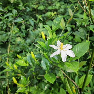 山栀子树苗黄栀子花单瓣六瓣药用上色盆栽地栽庭院常绿老桩盆