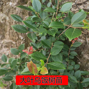 现挖野大叶乌饭树苗正宗南烛树乌米饭小叶树桩盆景老桩野果地栽