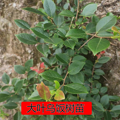 野大叶乌饭树苗乌米饭树叶野果