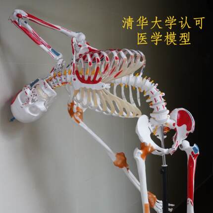 弘深人体骨骼模型脊柱弯曲拆卸骷髅全身骨架教学美术运动瑜伽保健