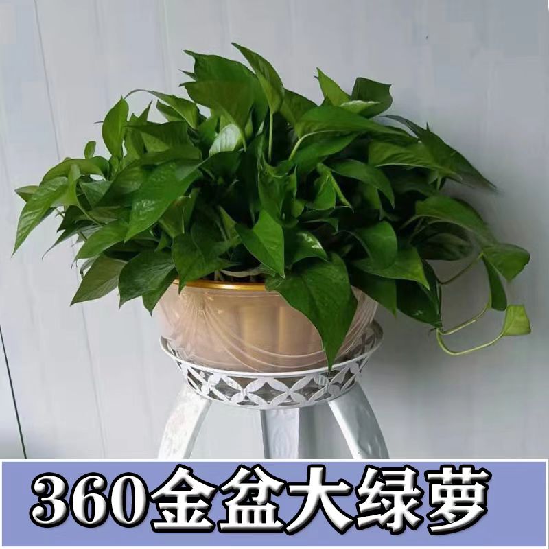 大盆绿萝室内新房家用长藤