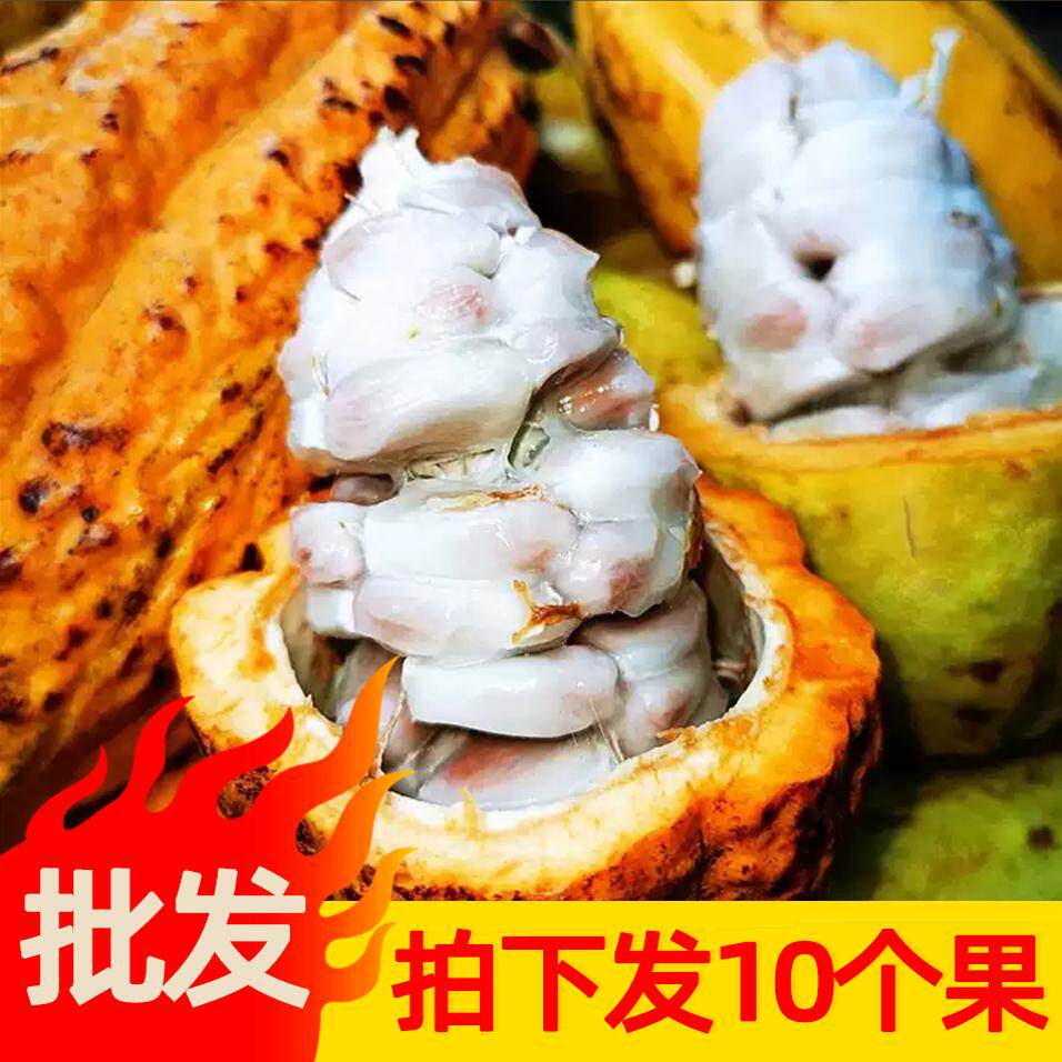 海南原产地现摘可可果10个批发