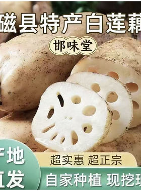 农家自种磁县白莲藕吃法多样