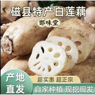 邯郸特产自种磁县白莲藕 新鲜脆甜不漂白真空发货