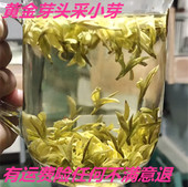 黄金芽品种2026年3月5号采摘新茶明前头春头采小芽高山老茶树散装