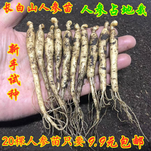新鲜长白山人参苗带芽孢产地直销