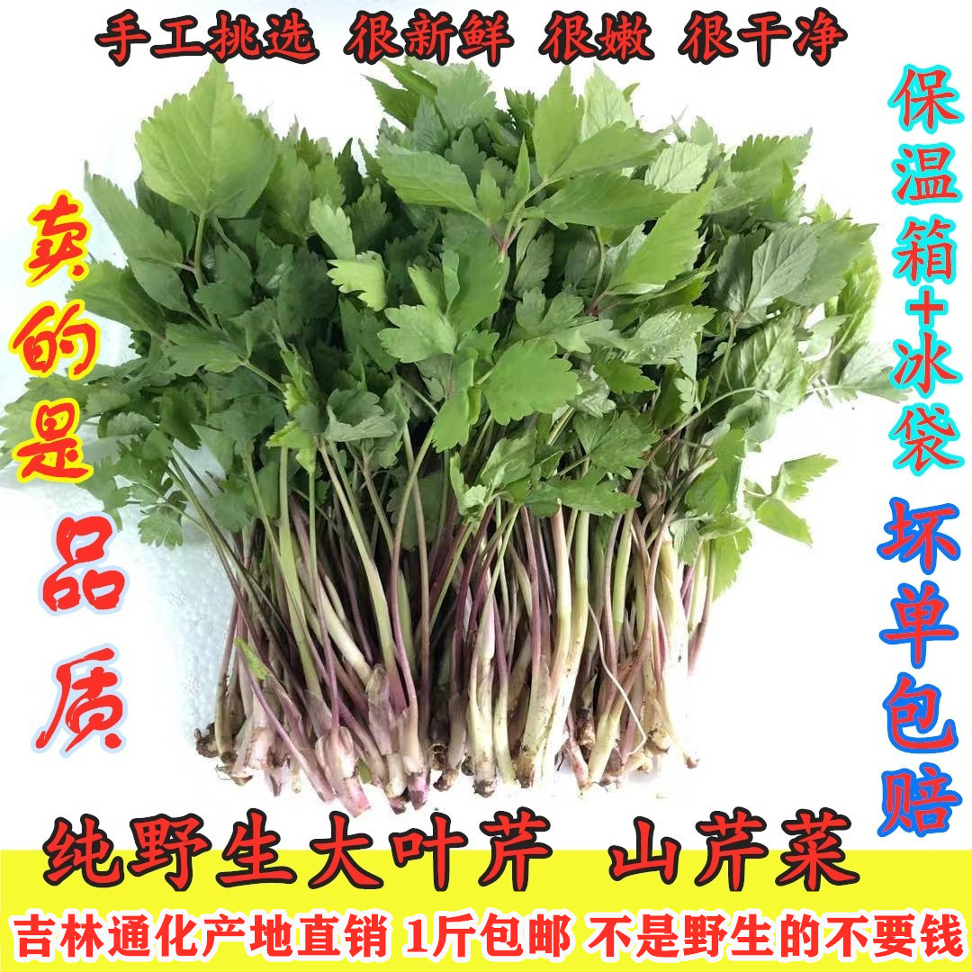 吉林通化新鲜野生大叶芹山芹菜东北山野菜野菜山菜产地直销包邮