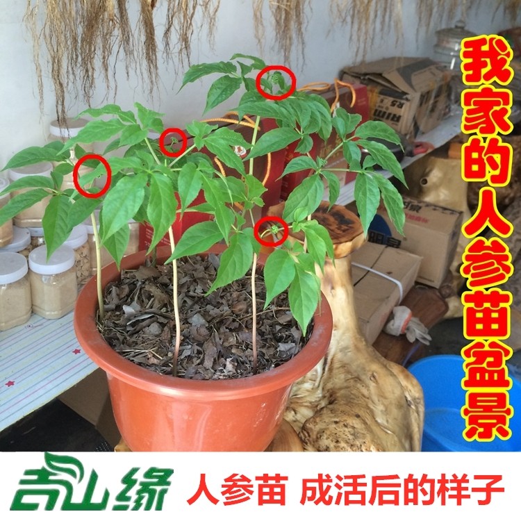 【2年人参苗 】长白山人参苗野山参苗人参苗人参种子人参包邮送