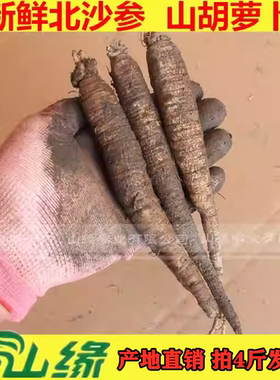 新鲜北沙参5000g东北沙参 10斤180元包邮 山胡萝卜 韩国料理 包邮