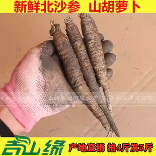 韩国料理 新鲜北沙参5000g东北沙参 山胡萝卜 包邮 10斤180元
