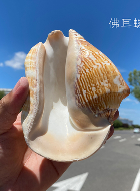 天然贝壳海螺宽凤螺佛耳螺装饰摆件鱼缸造景海螺壳装饰