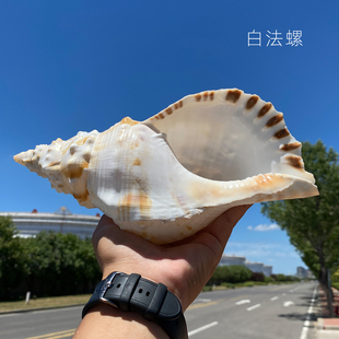 天然大海螺壳贝壳工艺品摆件装饰白法螺白蛙螺鱼缸造景标本收藏