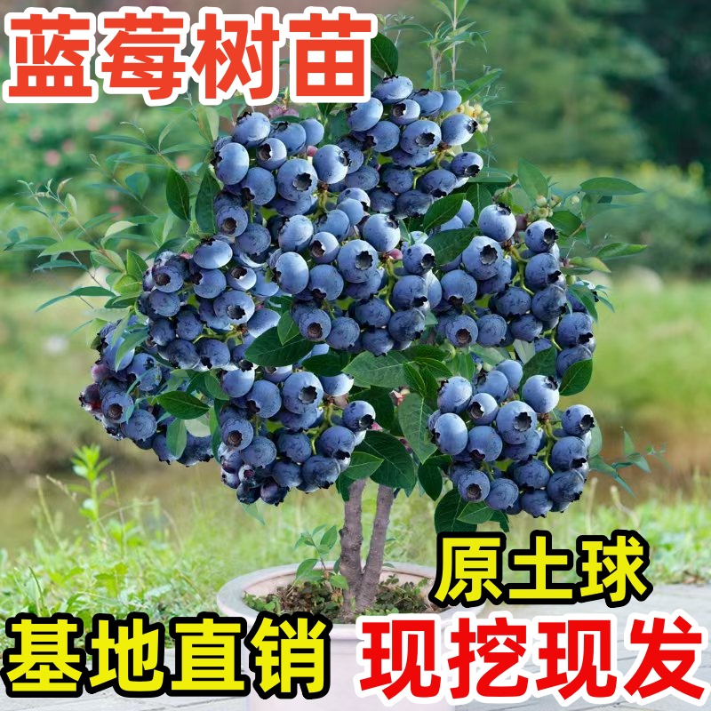 特大蓝莓果苗盆栽发货南北方种植