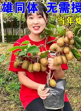 猕猴桃树果苗红心黄心徐香弥猴桃公母同株南北方奇异果猕猴苗盆栽