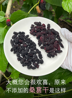 晚桔 桑葚干桑椹果干 不添加支持检测 泡水喝干吃养生茶果干零食