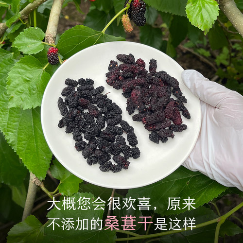晚桔桑葚干敢承诺无任何添加