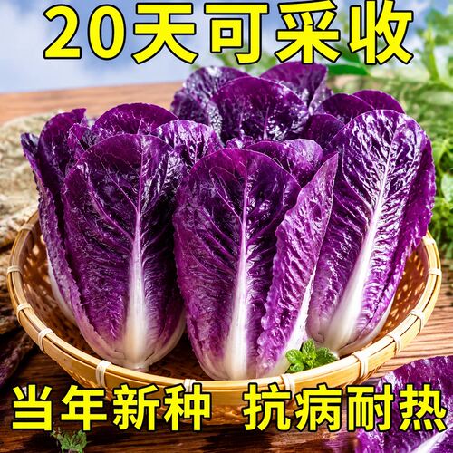 耐热紫孔雀菜种子罗马直立生菜种籽沙拉菜生吃甜脆多汁孔雀菜种子