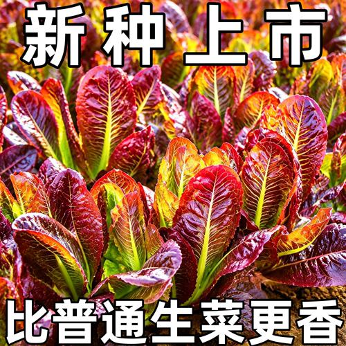 咖啡香麦菜种咖啡油麦菜四季种植紫孔雀菜生吃沙拉菜庭院阳台蔬菜