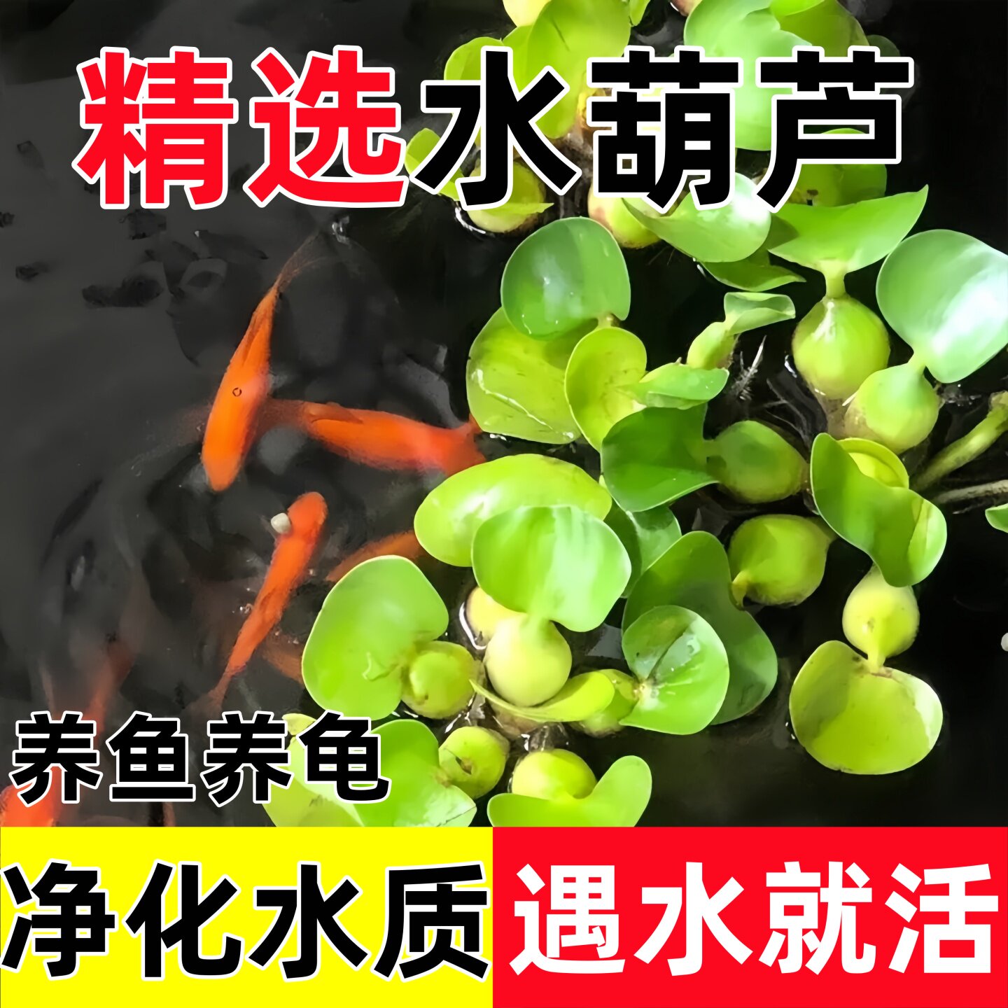 水葫芦浮萍水草植物苗养龟养鱼缸净化水质造景池塘水培植物水芙蓉