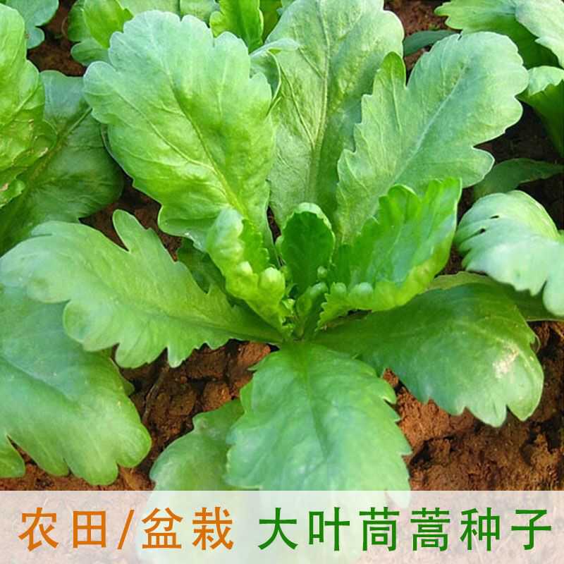 大叶茼蒿种子蔬菜种子套餐四季易种阳台盆栽可播种大田春秋菜种子