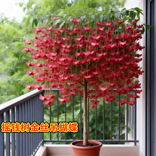 金丝吊蝴蝶树苗摇钱树驱蚊虫树苗阳台花卉绿植盆景苗耐寒庭院树苗