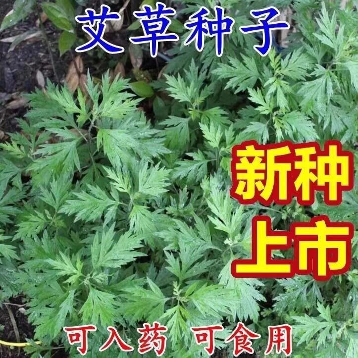 食用艾草种子药用驱蚊草艾叶种籽野生大小叶艾蒿青蒿种植四季驱蚊图片