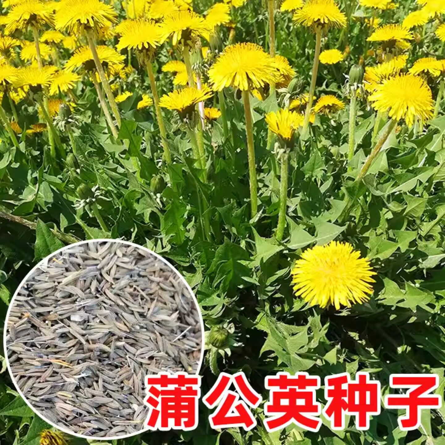 蒲公英种子中药材婆婆丁种籽春季四季管理简单阳台盆栽蔬菜种子