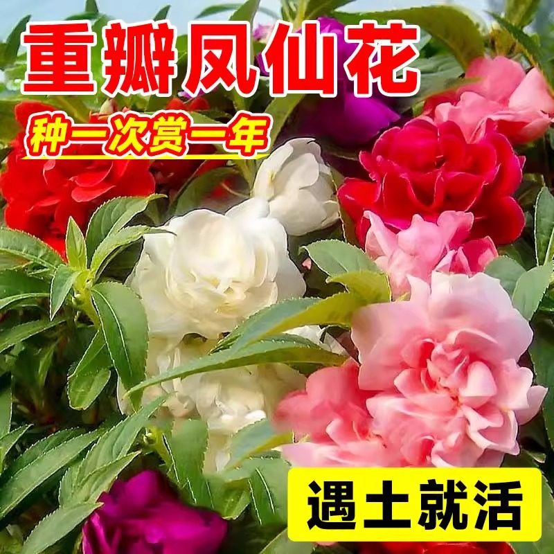 凤仙花种籽子四季播种开花指甲花盆栽花卉种孑重瓣茶花凤仙花种子