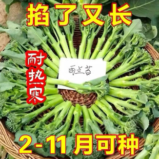 西兰苔种子芥兰种籽芥菜苔种子四季春种耐热阳台庭院蔬菜种子大全