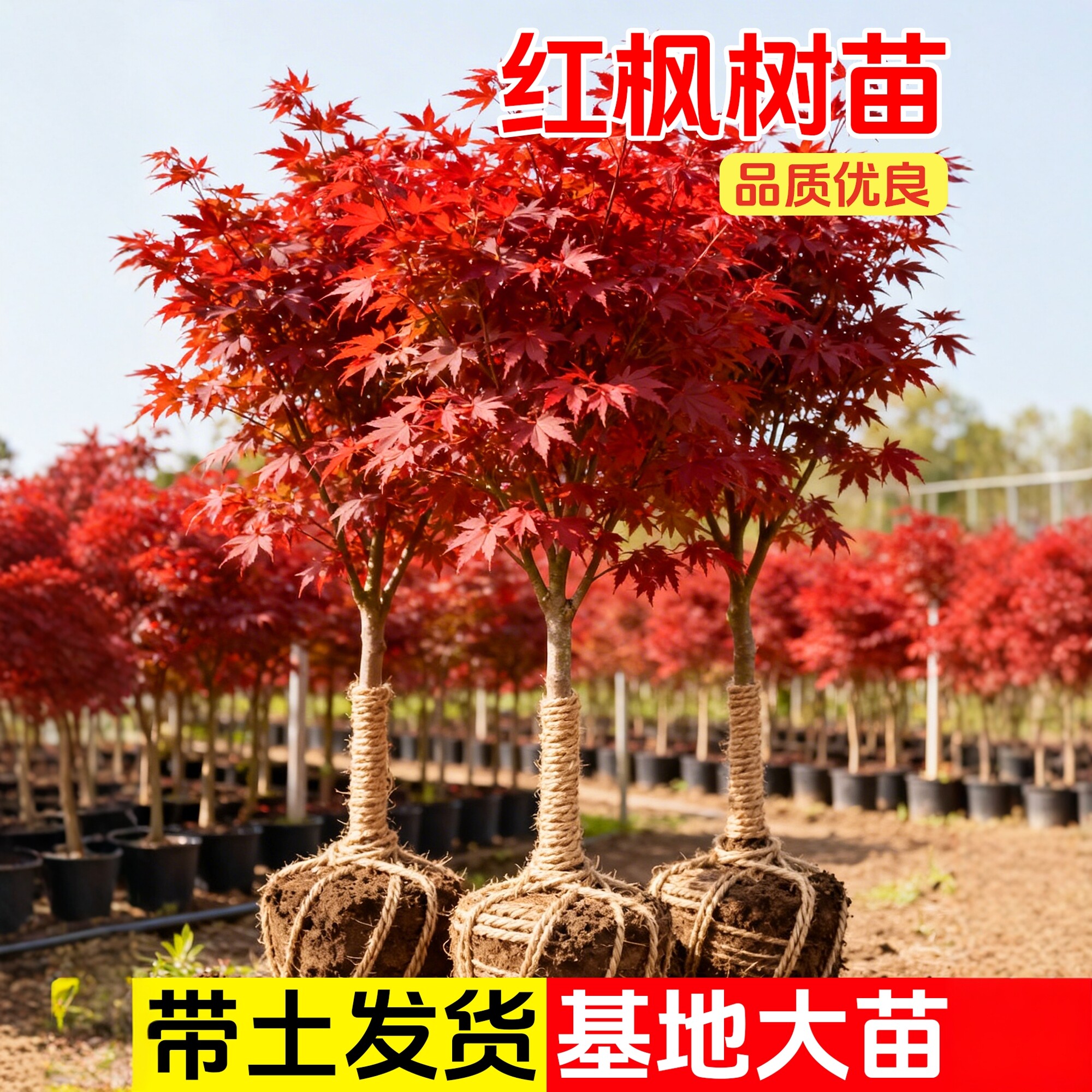 正宗红枫树苗四季红庭院别墅植物日本红舞姬老桩室外公园绿化盆栽图片