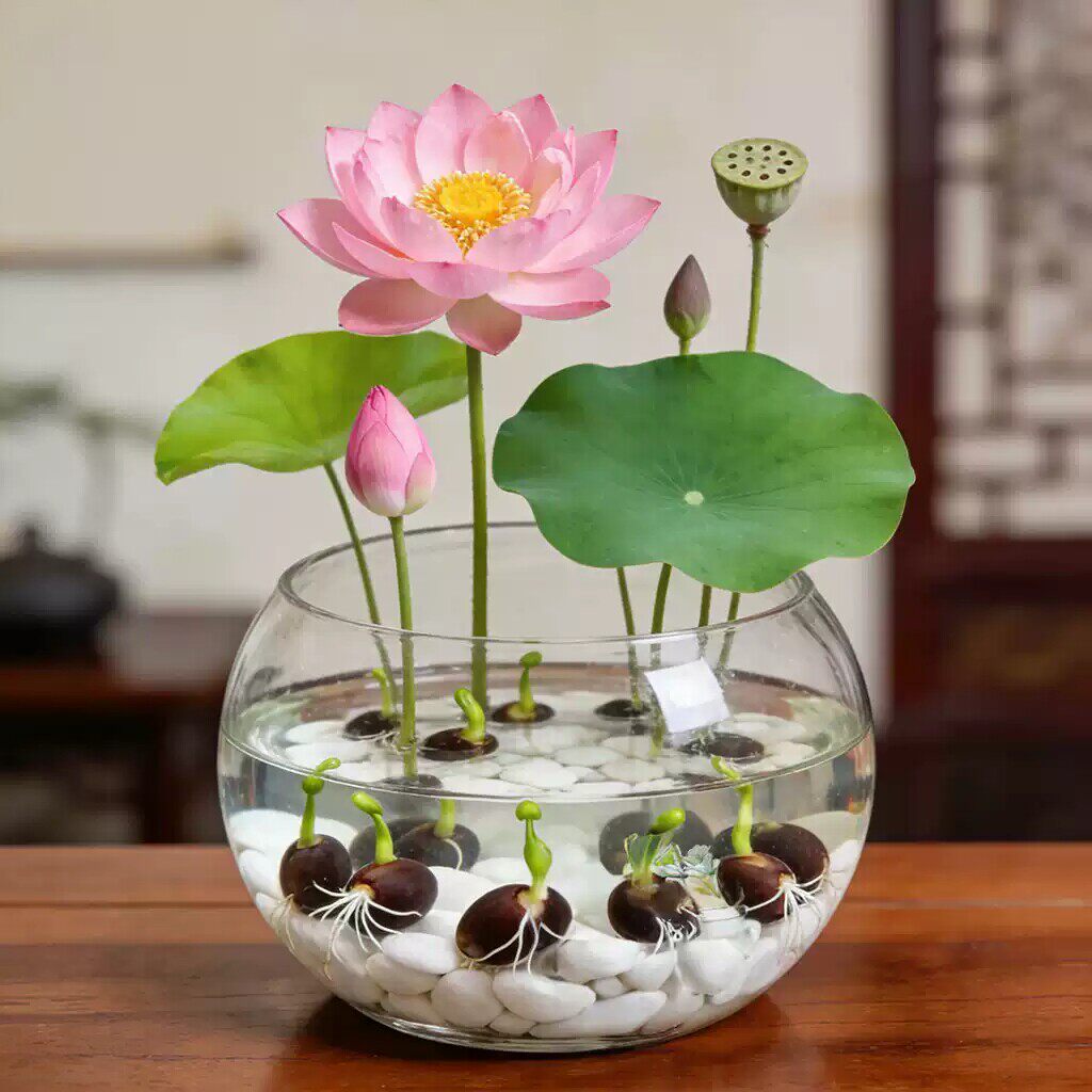 碗莲种子水培植物带花苞开花迷你睡莲水生绿植无土盆栽花卉