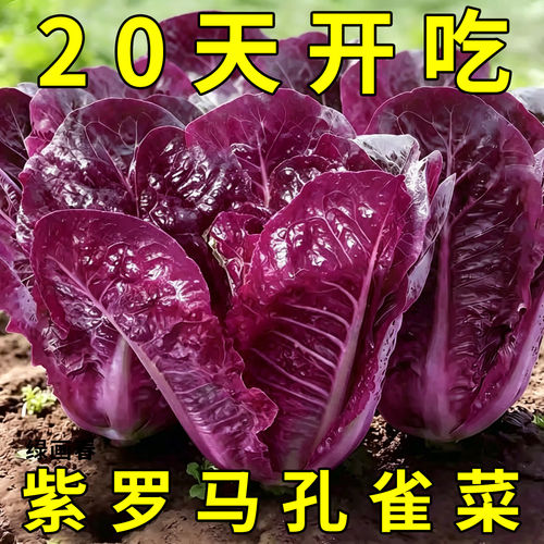 紫孔雀菜种子罗马直立生菜种籽沙拉菜生吃甜脆多汁孔雀菜种子