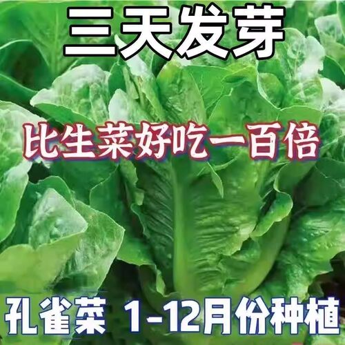 正宗绿孔雀菜种子耐高温四季青菜沙拉菜种孑籽盆栽高产菜种籽大全