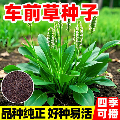 车前草种子中草药材车轮菜籽野生食用庭院盆栽四季易种活蔬菜种籽