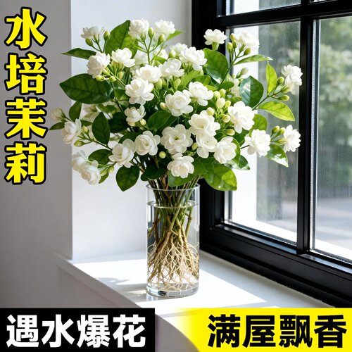 茉莉花水培植物盆栽带花苞办公室内水养花卉四季好养懒人鲜花绿植