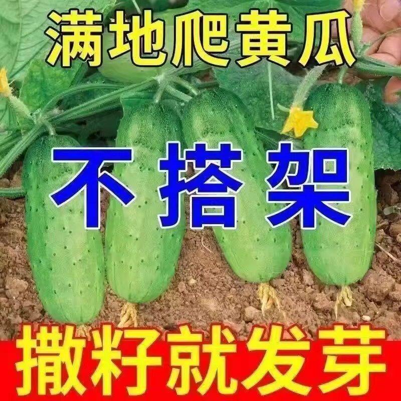 比老母猪还能产的黄瓜见过吗?种点满地爬黄瓜,它不用育苗直接种