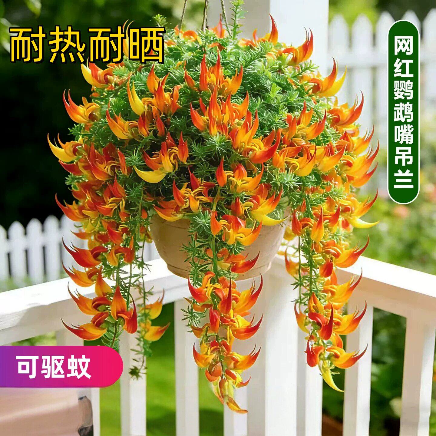 鹦鹉嘴吊兰盆栽百脉根吊兰加纳利阳台庭院垂吊耐寒耐热驱蚊草花卉